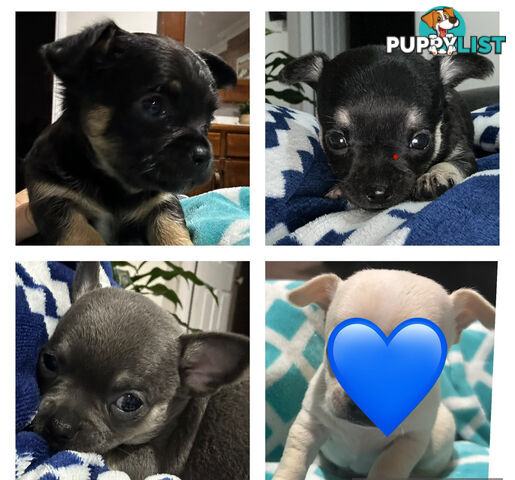 Chihuahua male puppies ready for their furever home