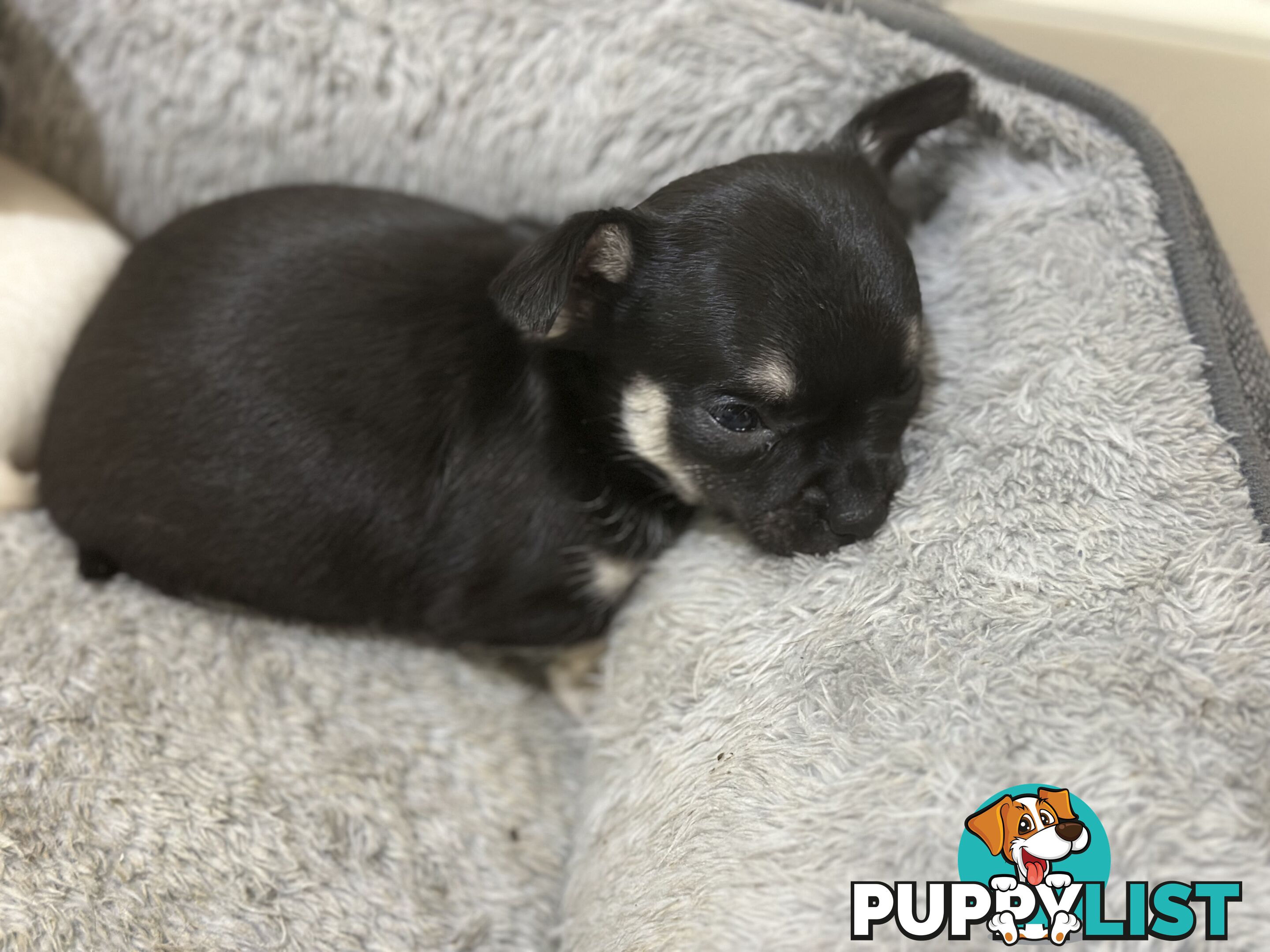 Chihuahua male puppies ready for their furever home