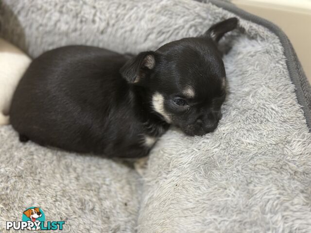 Chihuahua male puppies ready for their furever home