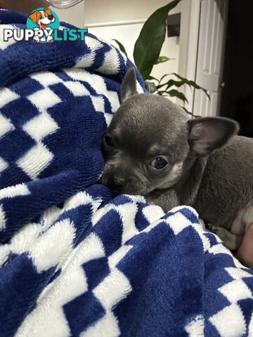 Chihuahua male puppies ready for their furever home