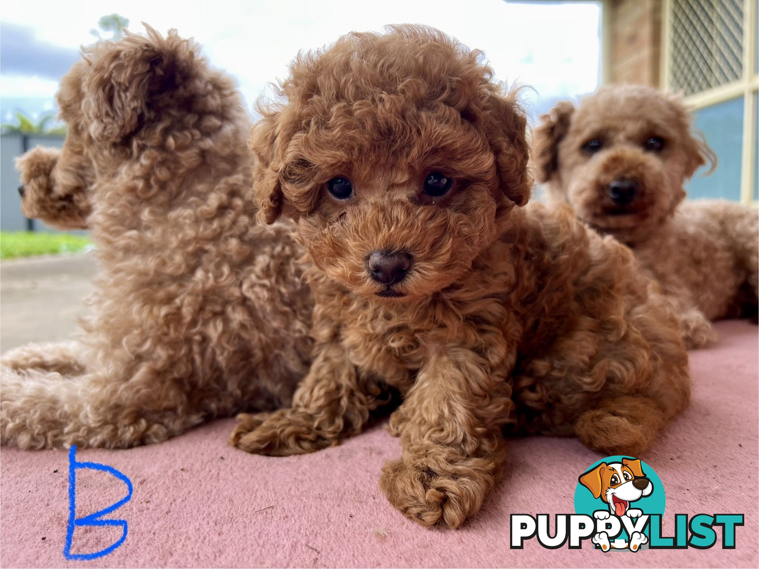 Purebred Toy Poodle Puppies