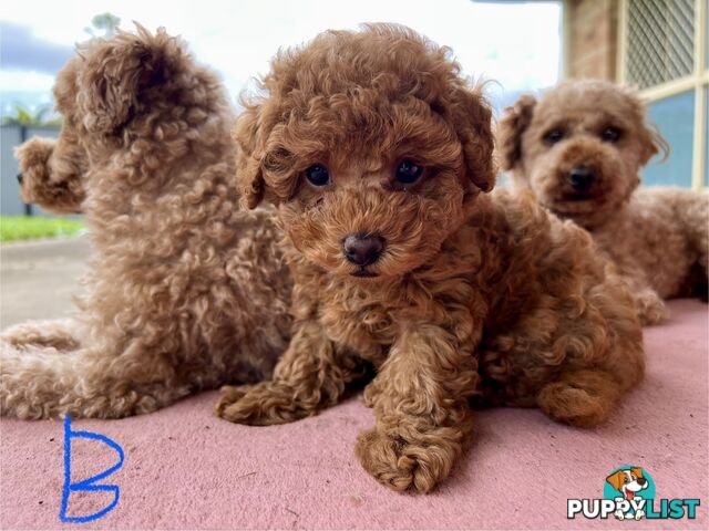 Purebred Toy Poodle Puppies