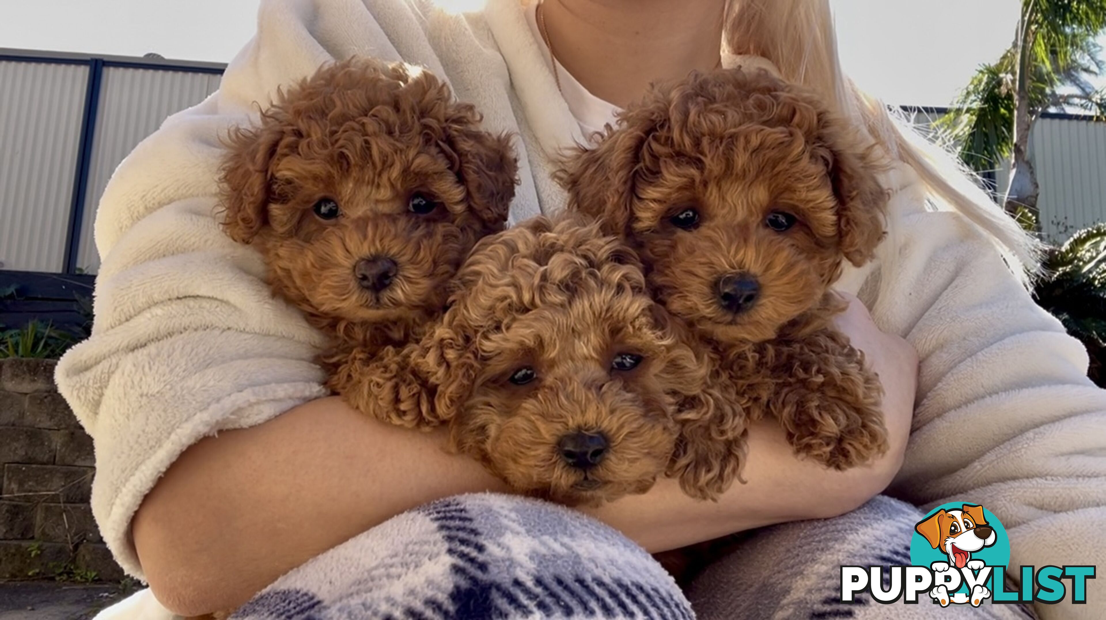 Purebred Toy Poodle Puppies