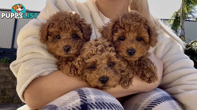 Purebred Toy Poodle Puppies