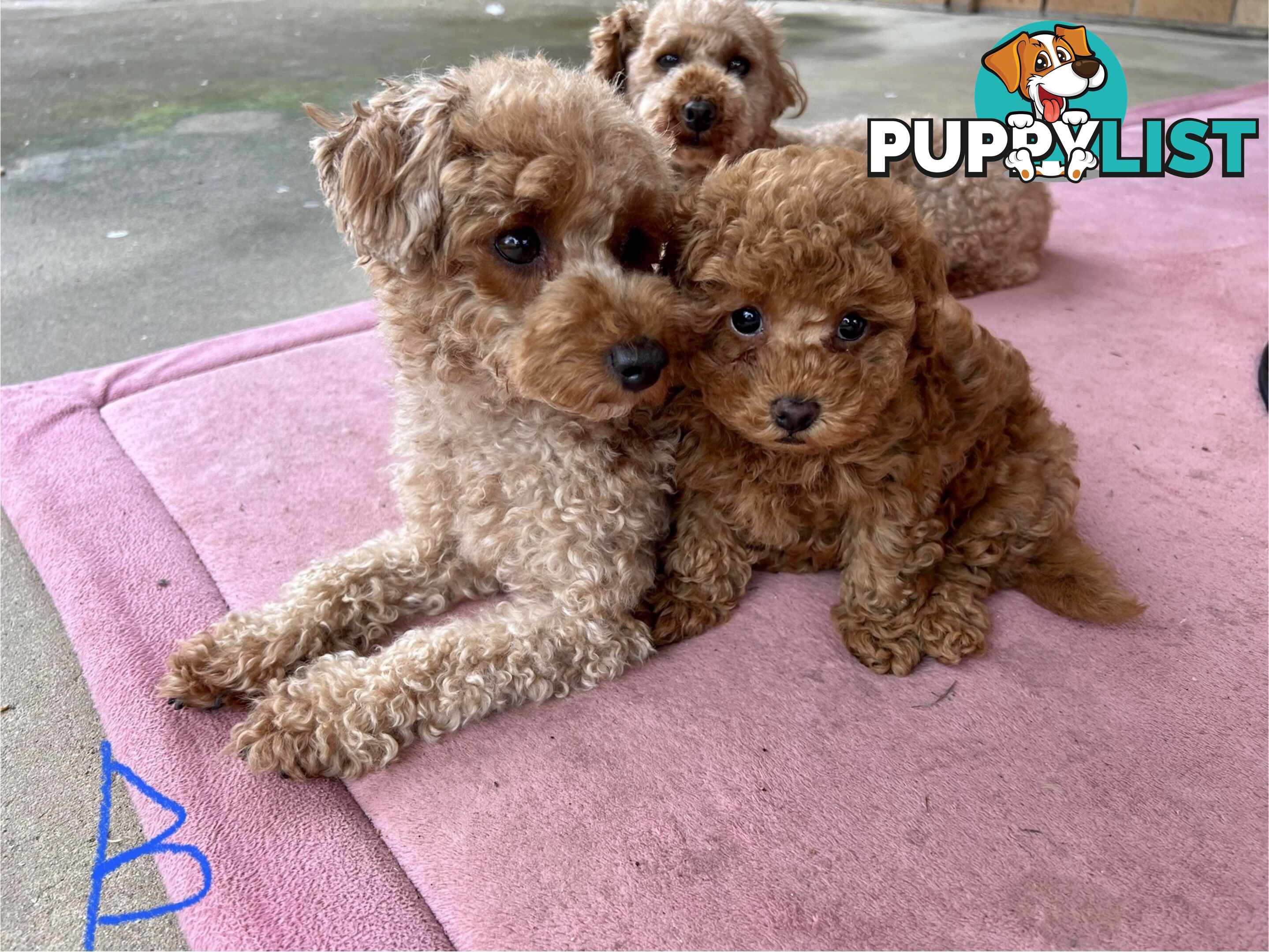 Purebred Toy Poodle Puppies