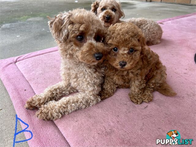 Purebred Toy Poodle Puppies