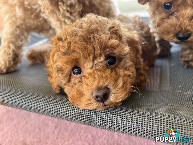 Purebred Toy Poodle Puppies