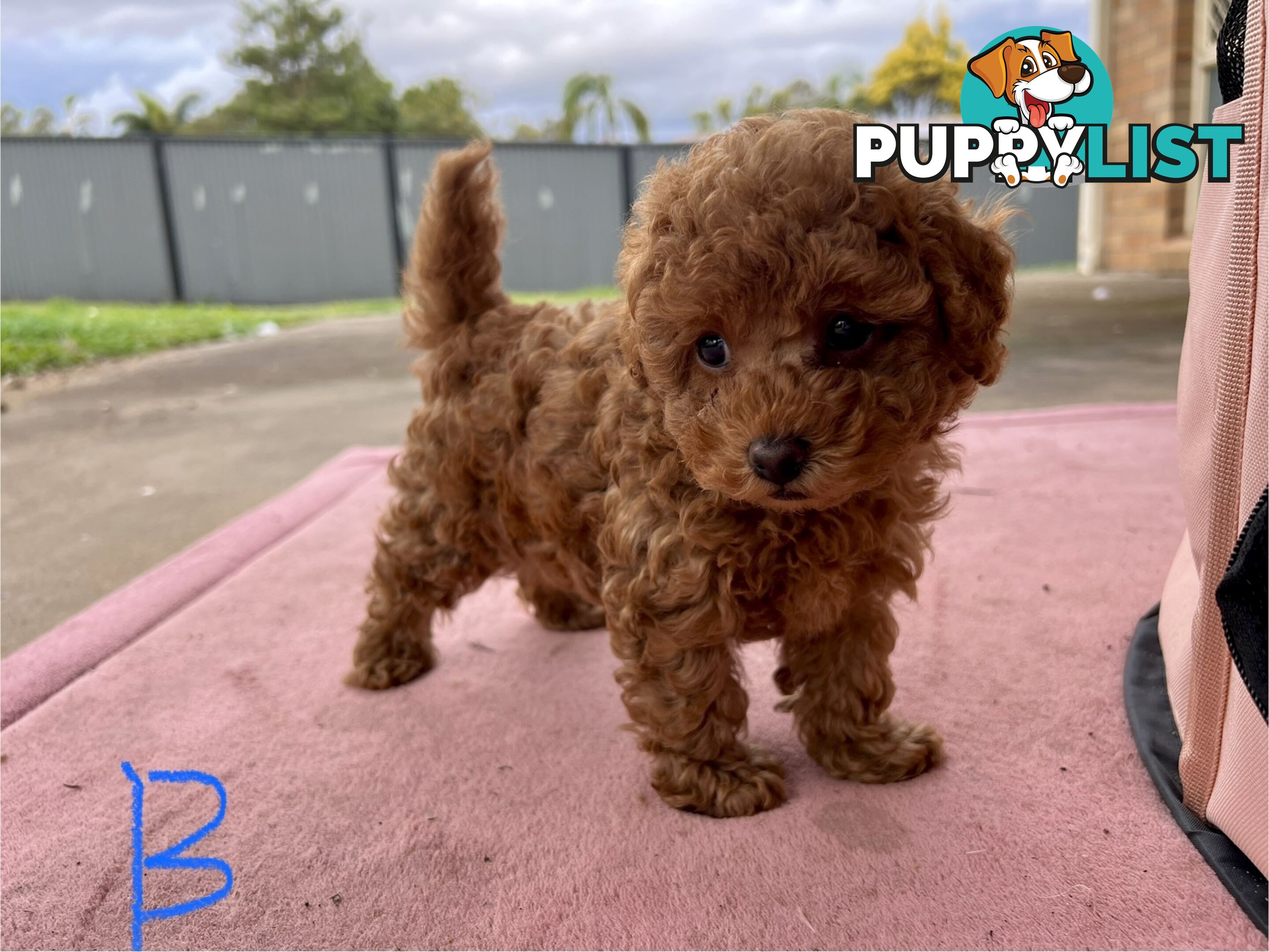 Purebred Toy Poodle Puppies