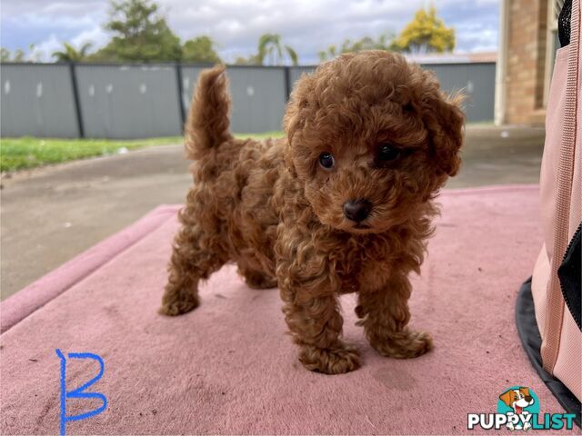 Purebred Toy Poodle Puppies