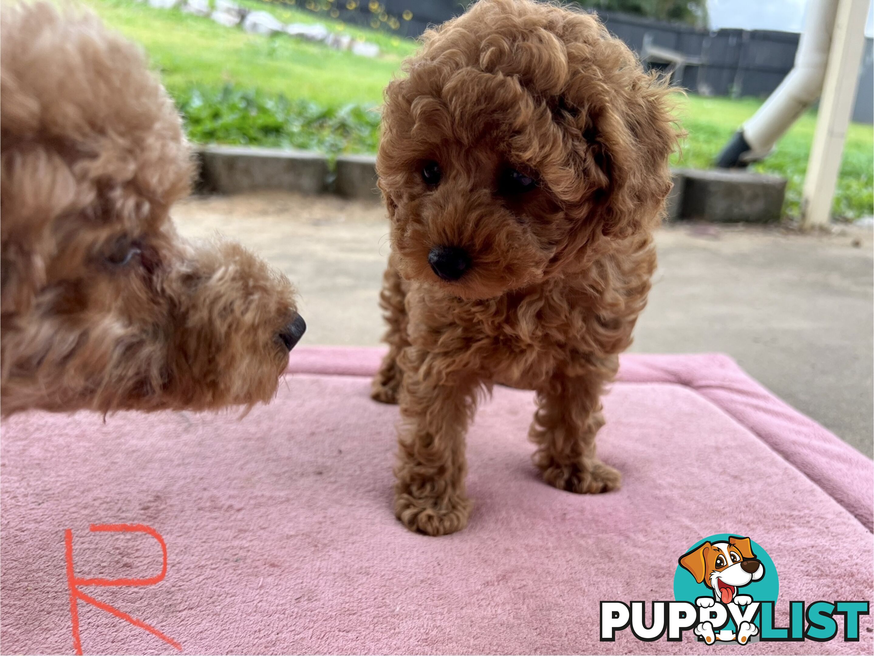 Purebred Toy Poodle Puppies
