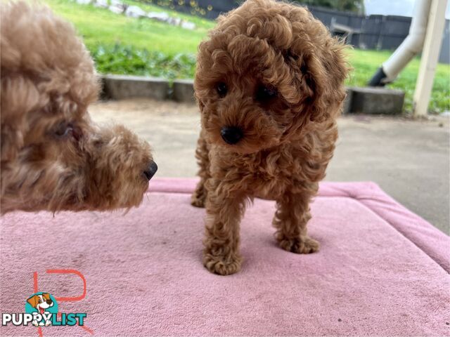 Purebred Toy Poodle Puppies