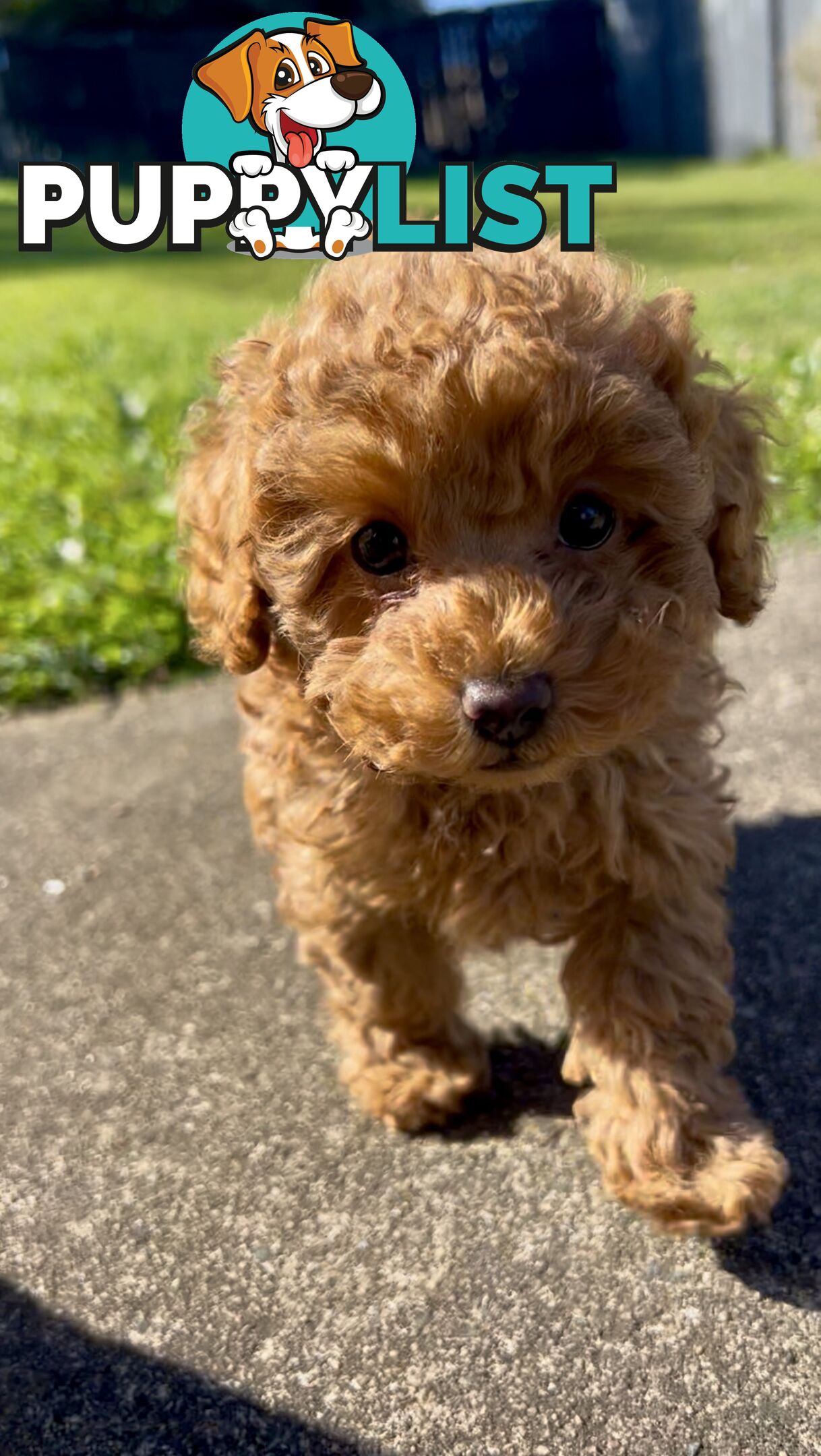 Purebred Toy Poodle Puppies