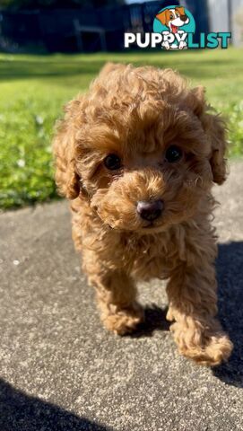 Purebred Toy Poodle Puppies