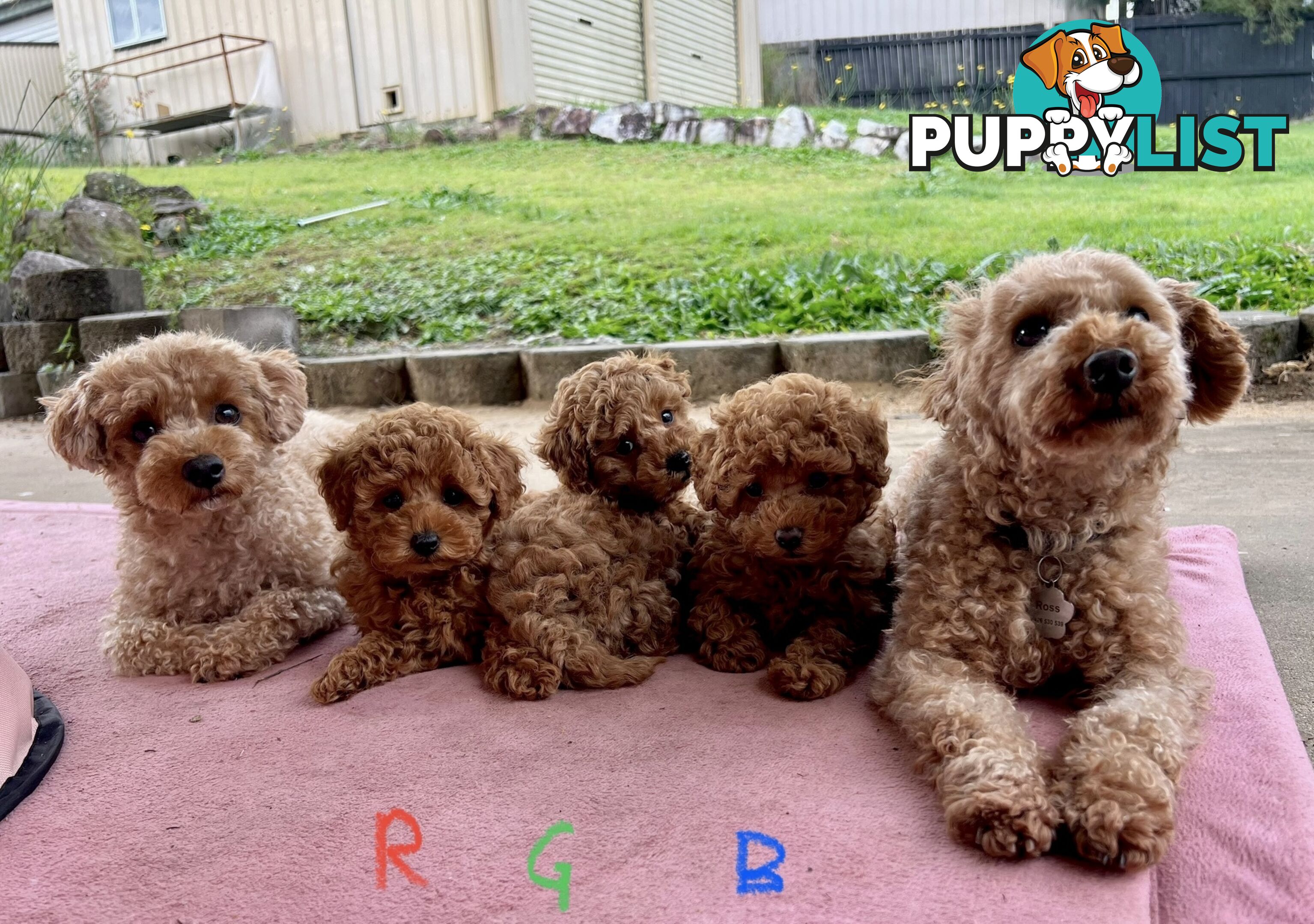 Purebred Toy Poodle Puppies