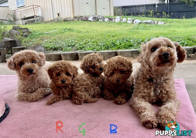 Purebred Toy Poodle Puppies