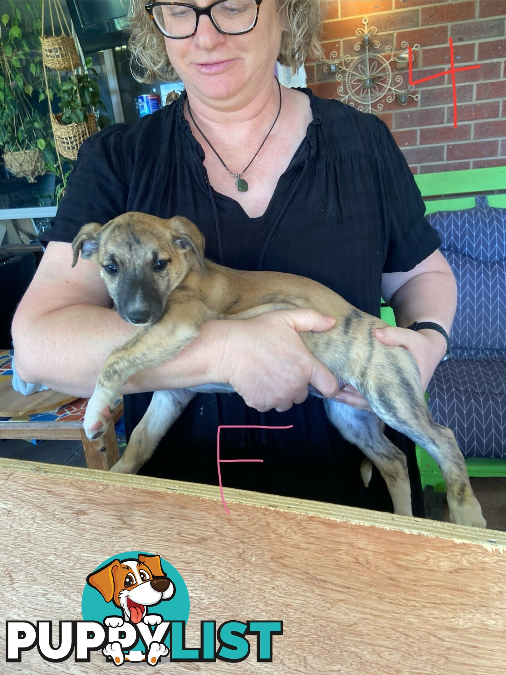 Pure bred Whippet puppies