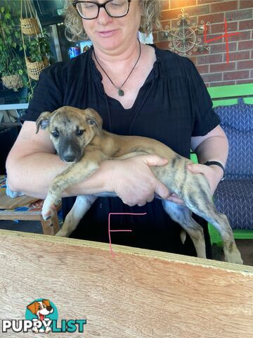 Pure bred Whippet puppies