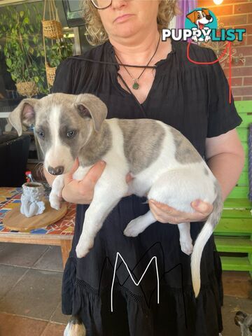 Pure bred Whippet puppies