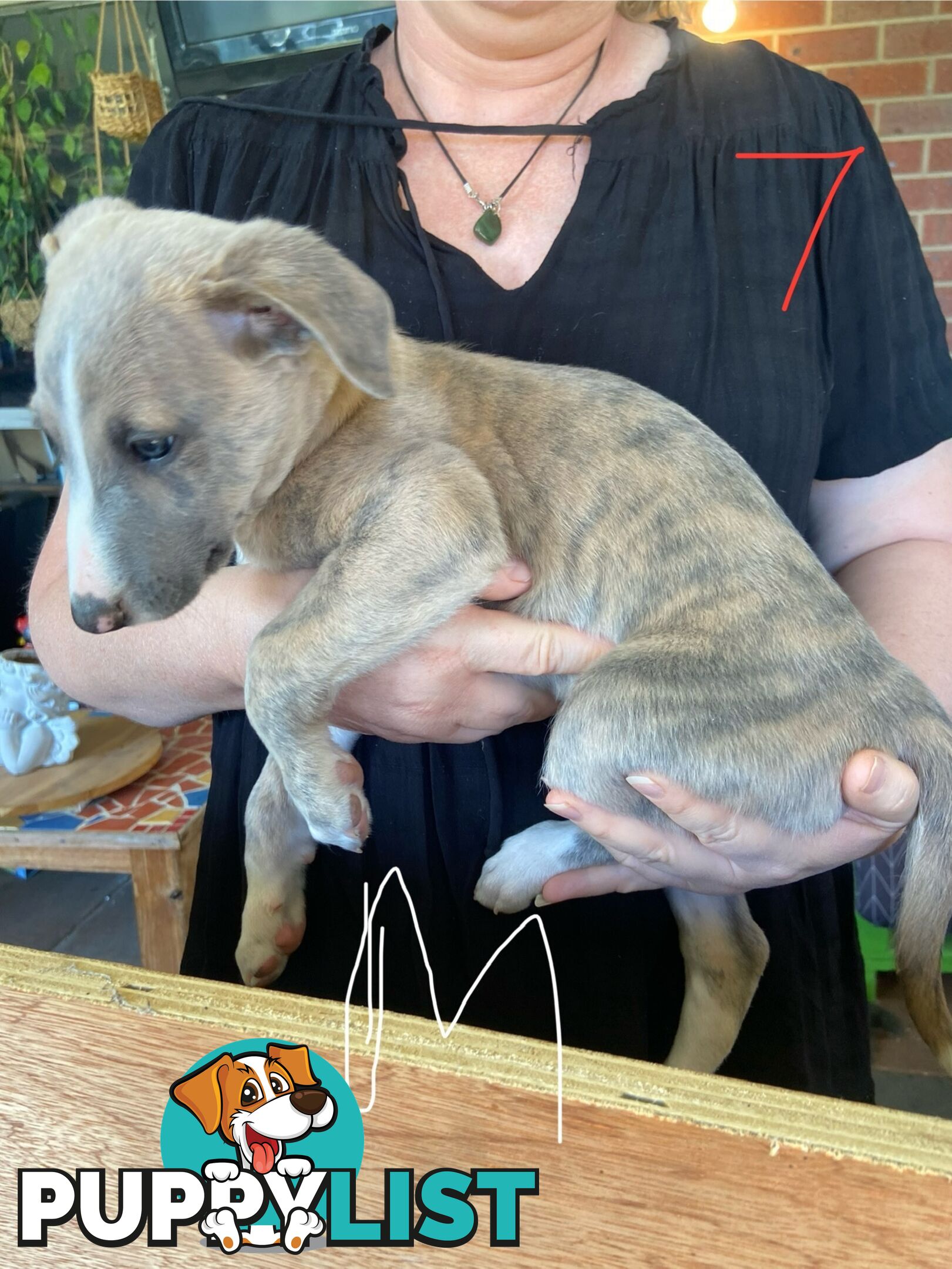 Pure bred Whippet puppies