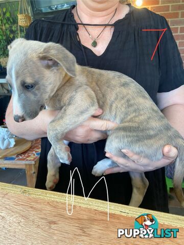 Pure bred Whippet puppies