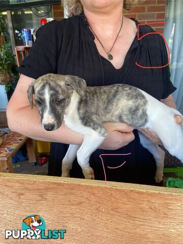 Pure bred Whippet puppies