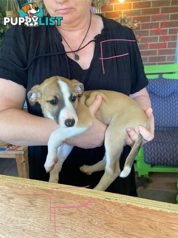 Pure bred Whippet puppies