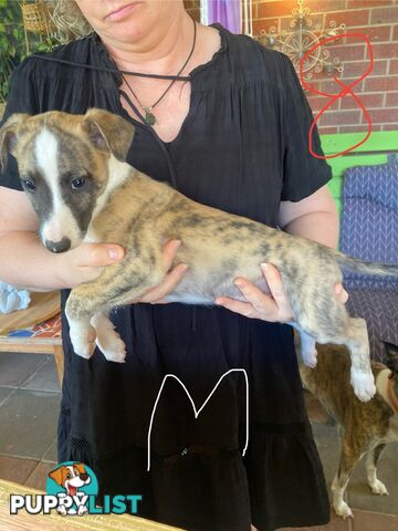 Pure bred Whippet puppies