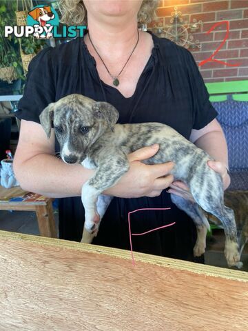 Pure bred Whippet puppies