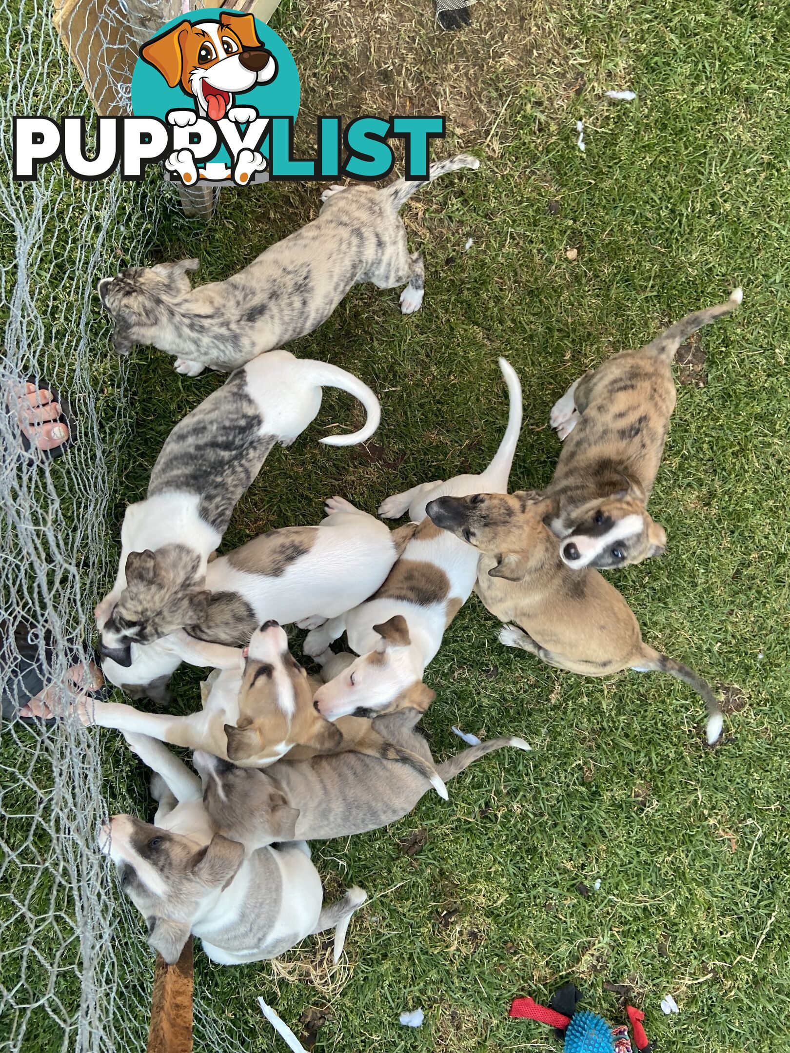 Pure bred Whippet puppies