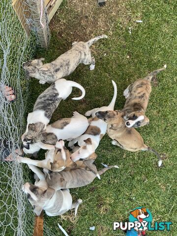 Pure bred Whippet puppies