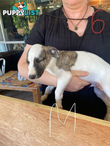 Pure bred Whippet puppies