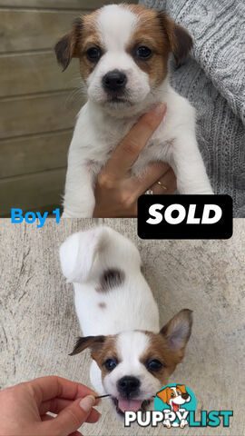 Jack Russell Puppies Purebred