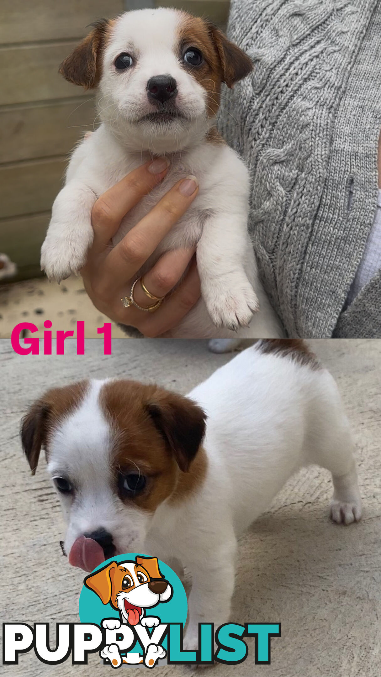 Jack Russell Puppies Purebred