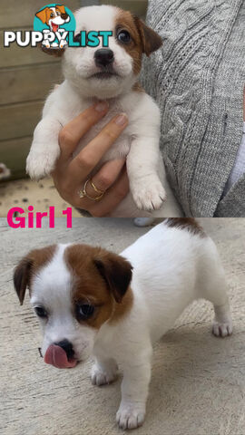 Jack Russell Puppies Purebred