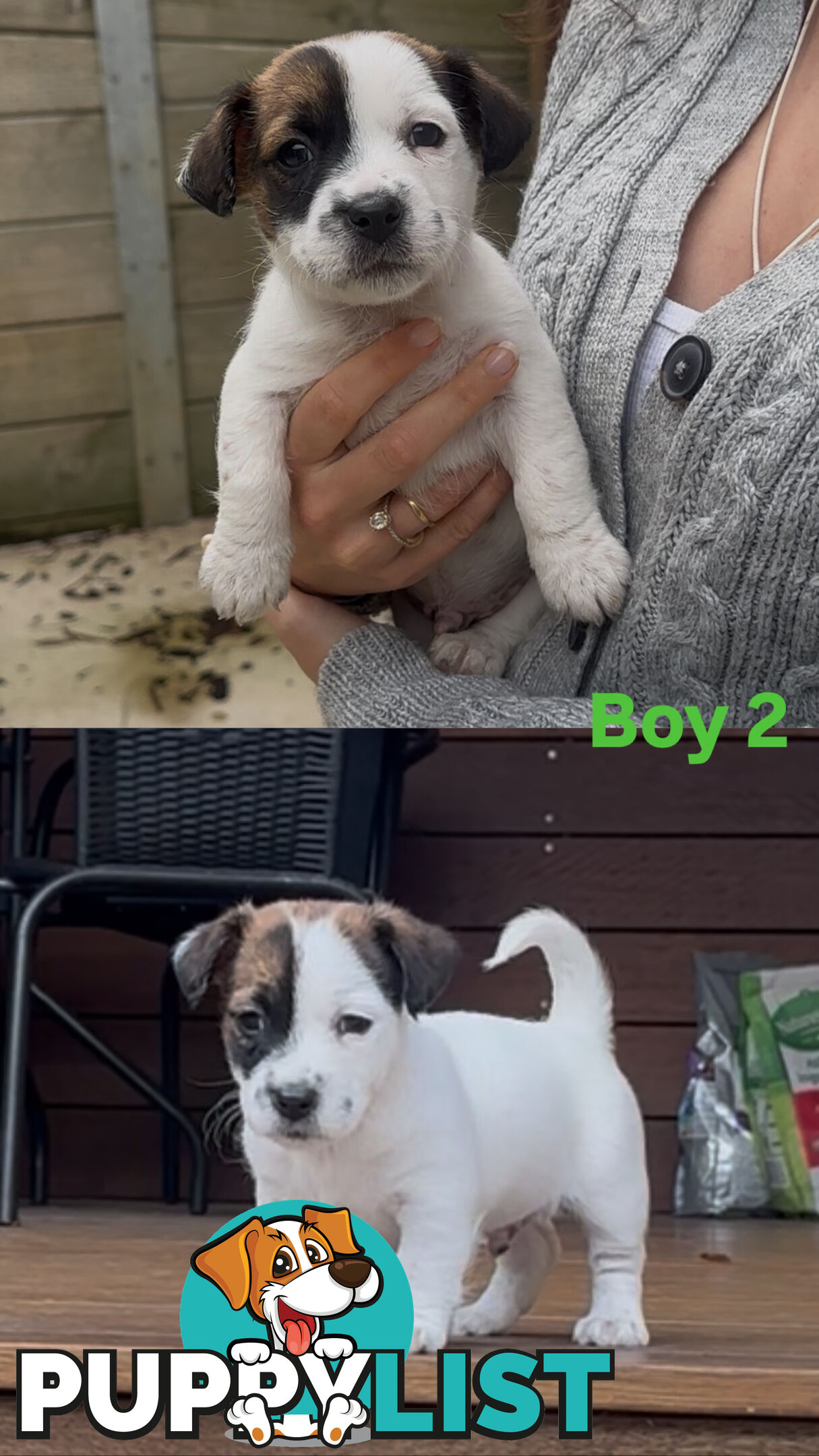 Jack Russell Puppies Purebred