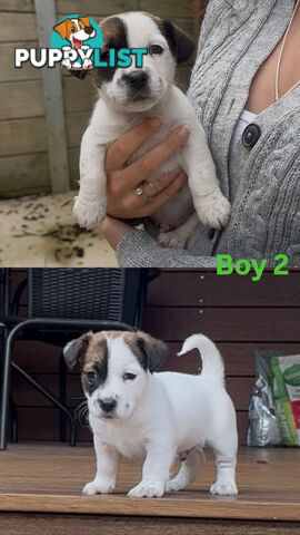Jack Russell Puppies Purebred