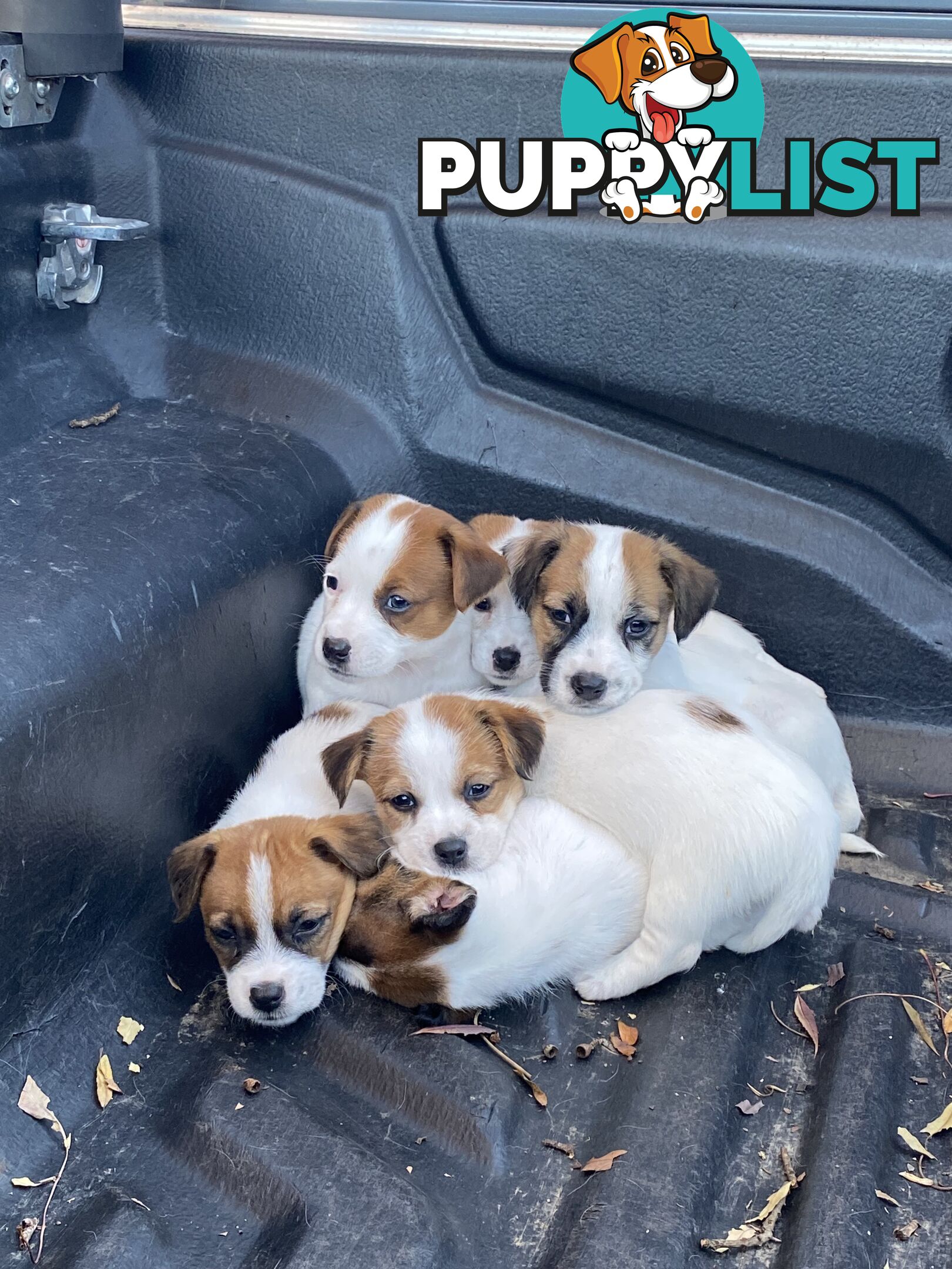 Jack Russell Puppies Purebred