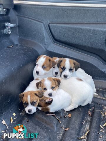 Jack Russell Puppies Purebred