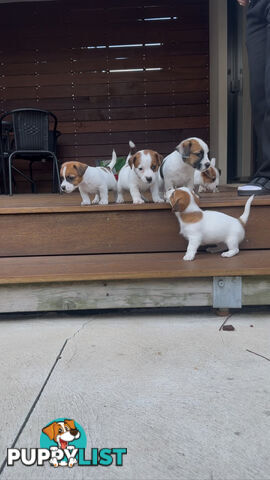 Jack Russell Puppies Purebred