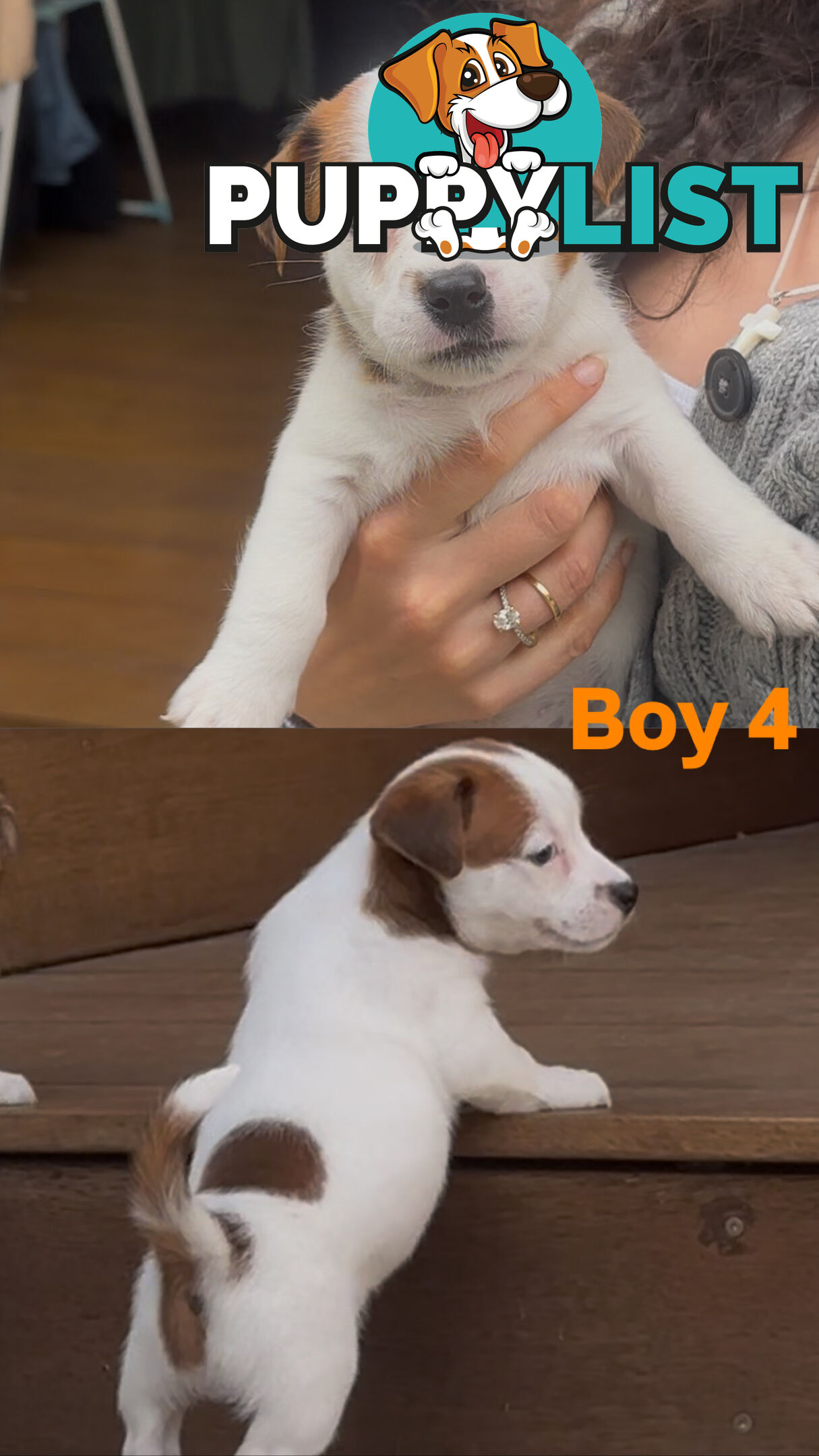 Jack Russell Puppies Purebred