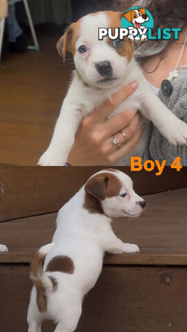 Jack Russell Puppies Purebred