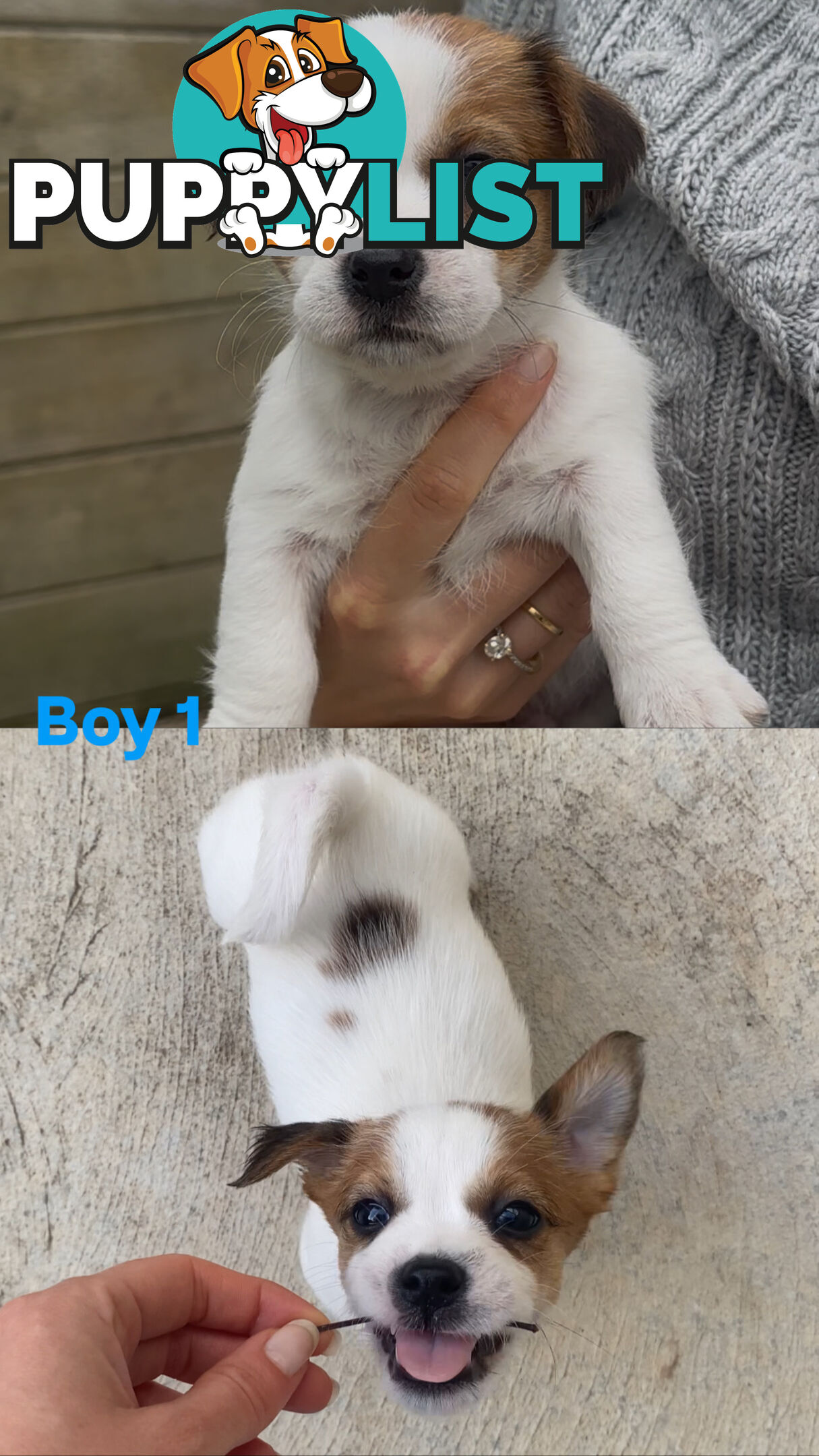 Jack Russell Puppies Purebred