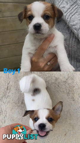 Jack Russell Puppies Purebred