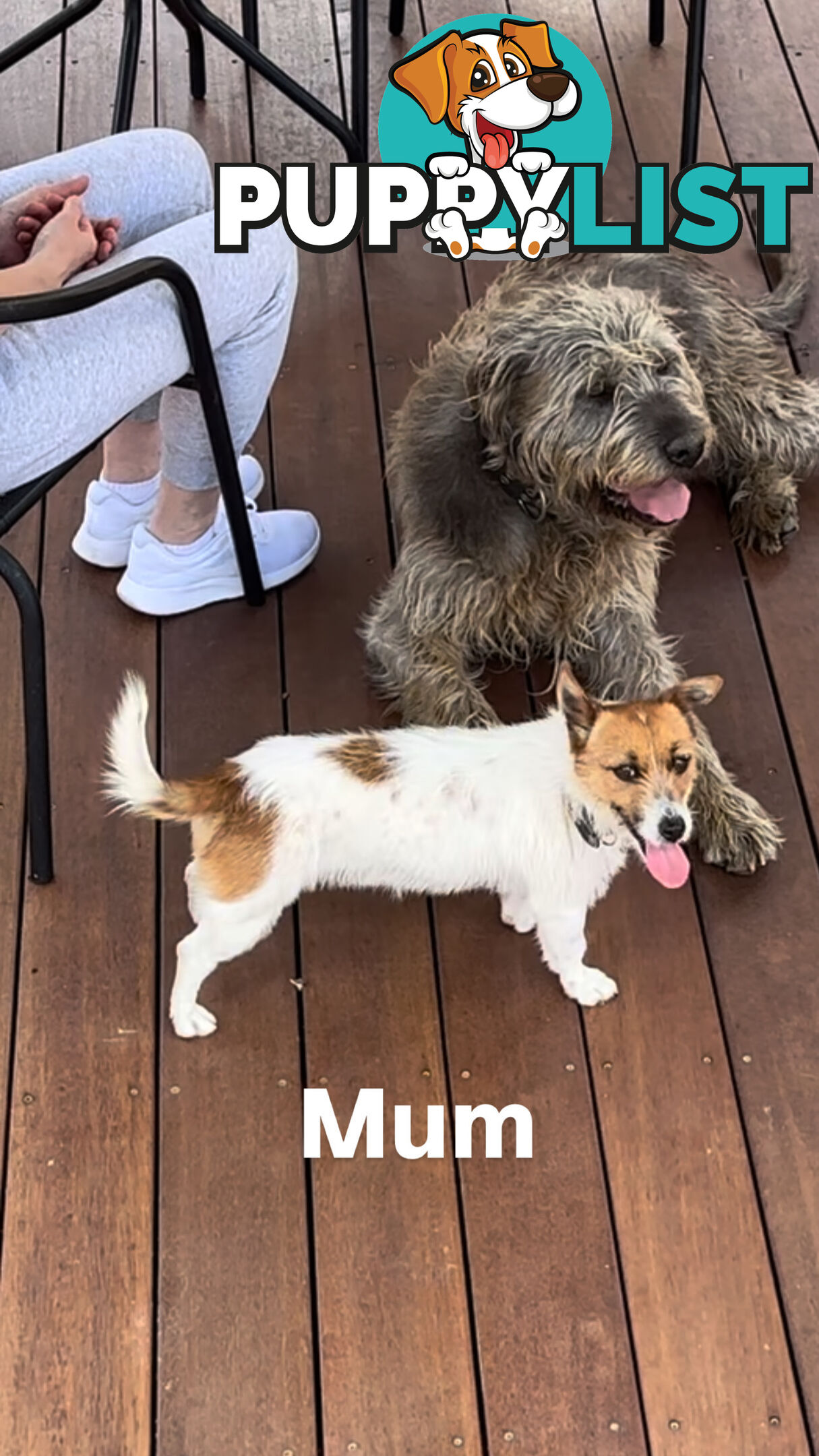 Jack Russell Puppies Purebred