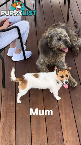 Jack Russell Puppies Purebred