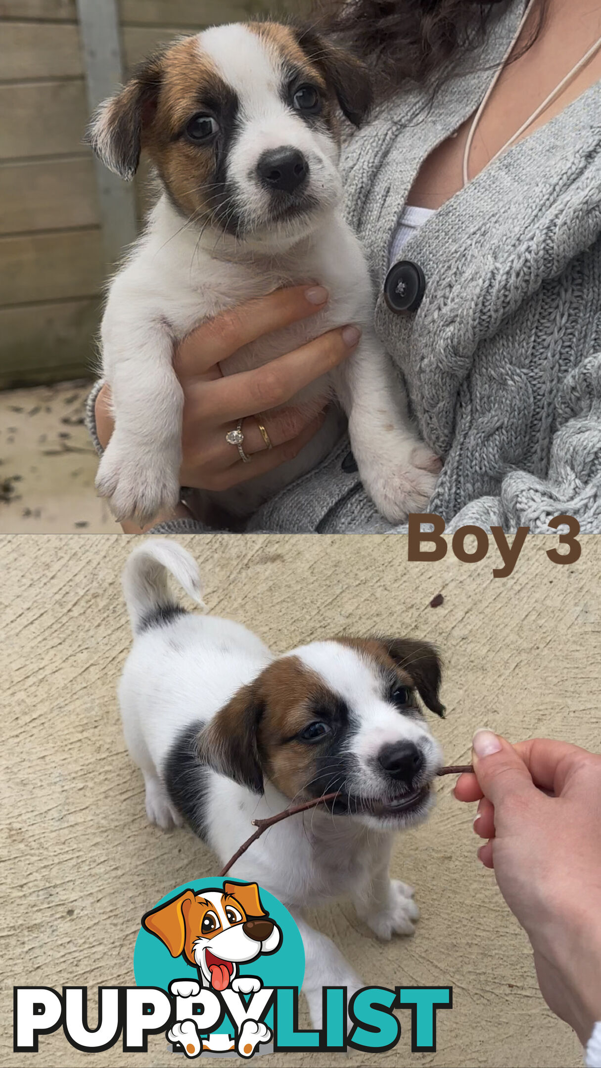 Jack Russell Puppies Purebred