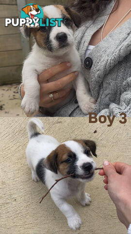 Jack Russell Puppies Purebred