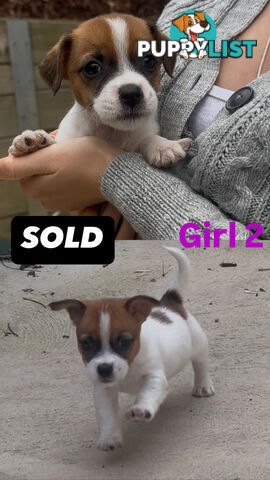 Jack Russell Puppies Purebred