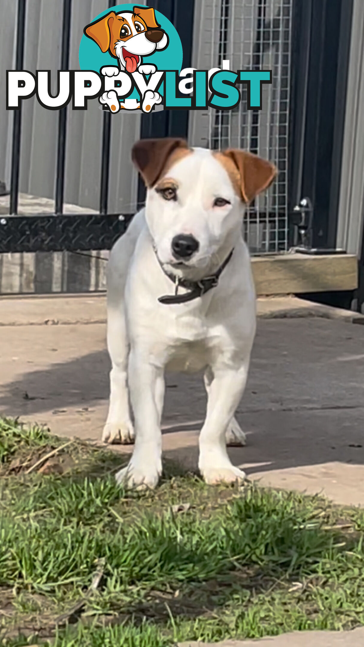 Jack Russell Puppies Purebred