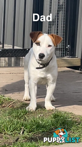 Jack Russell Puppies Purebred